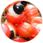 GUARANA3.png